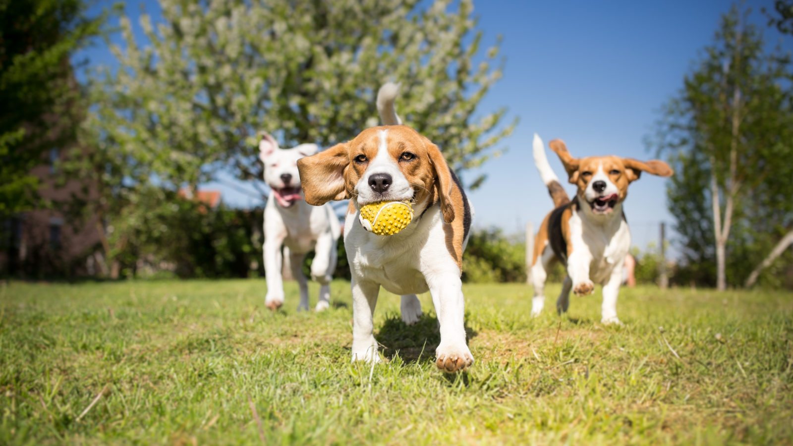3 puppies playing outside with a ball