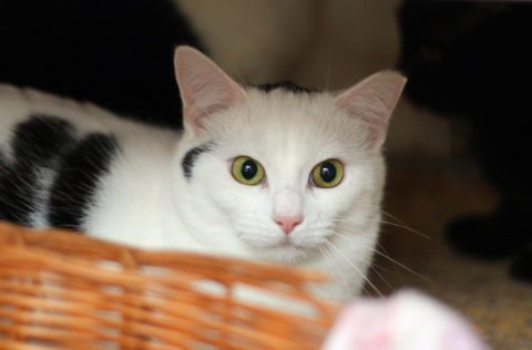 https://humanesocietyofcharlotte.org/wp-content/uploads/2018/01/bigstock-White-Black-Cat-113048342-480x316.jpg