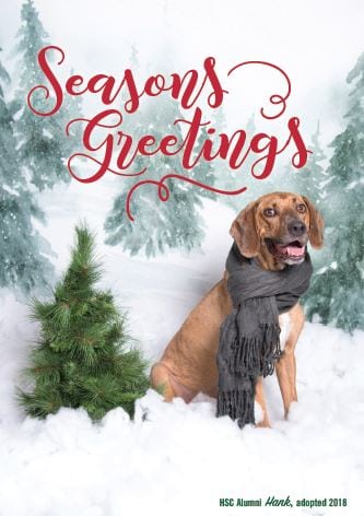 all proceeds will be donated to support the animals here at the humane society of charlotte purchase a huggable holiday card - Humane Society Christmas Cards all proceeds will be donated to support the animals here at the humane society of charlotte purchase a huggable holiday card - Humane Society Christmas Cards