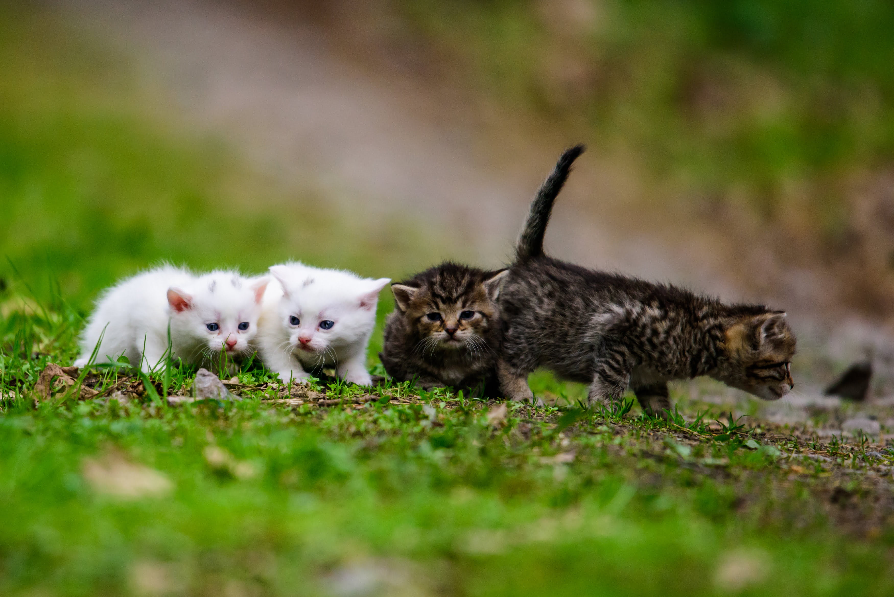 Finding Kittens