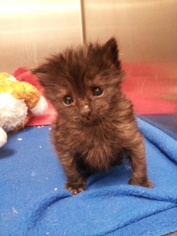 5 week old kitten care sale