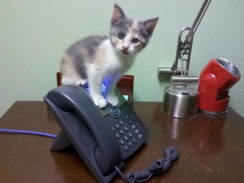 How much should you feed outlet a 5 week old kitten