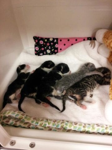 5 Week Old Kittens Found In Engine May Not See Well But Felt The Love Of Rescuers Cole Marmalade