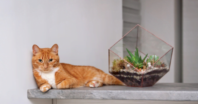 Are Peace Lily Plants Toxic To Cats