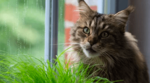 7 Surprisingly Common Plants That Are Poisonous To Pets Humane Society Of Charlotte