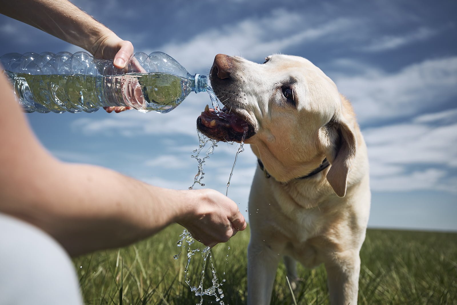 Keep Your Dog Cool In the Summer - Humane Society of Charlotte