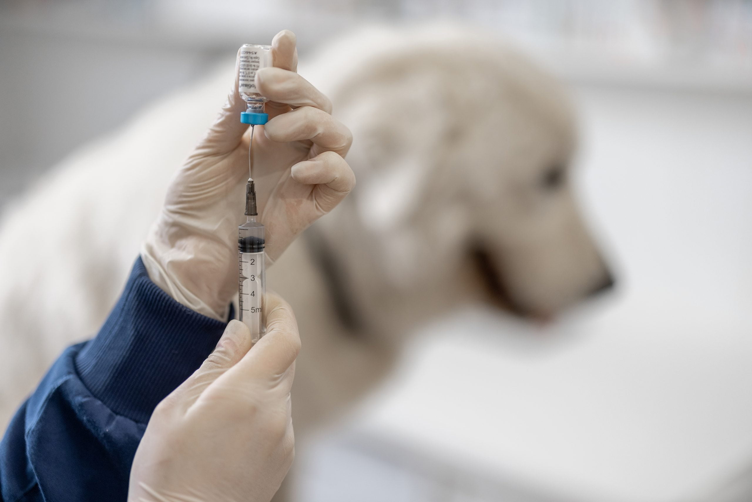 Вакцина симптомы. Прикармливают бродячих собак.