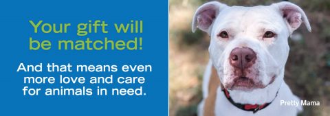 Humane Society of Charlotte