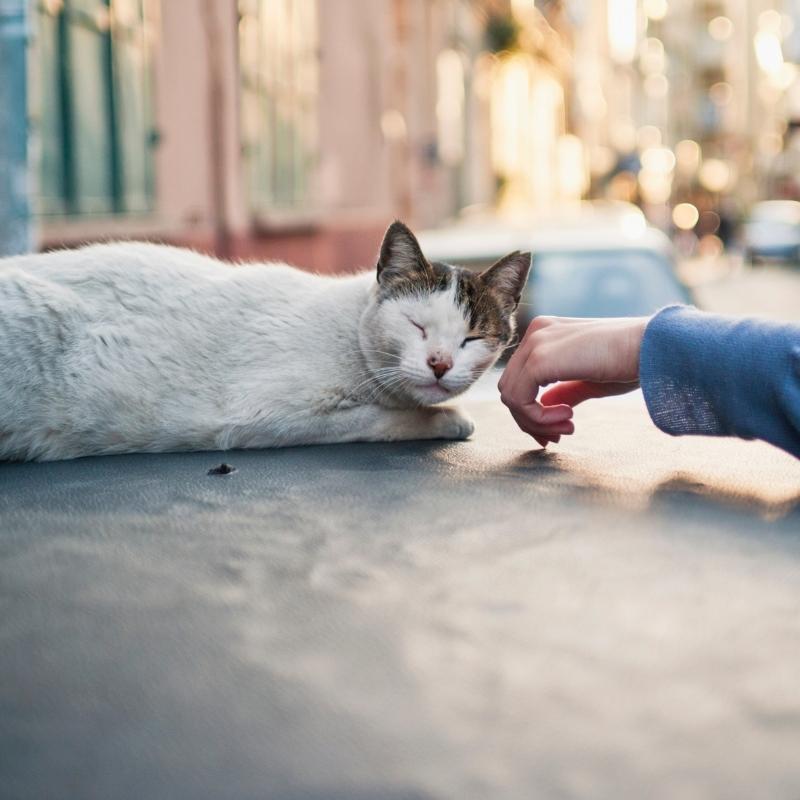 human petting a community cat
