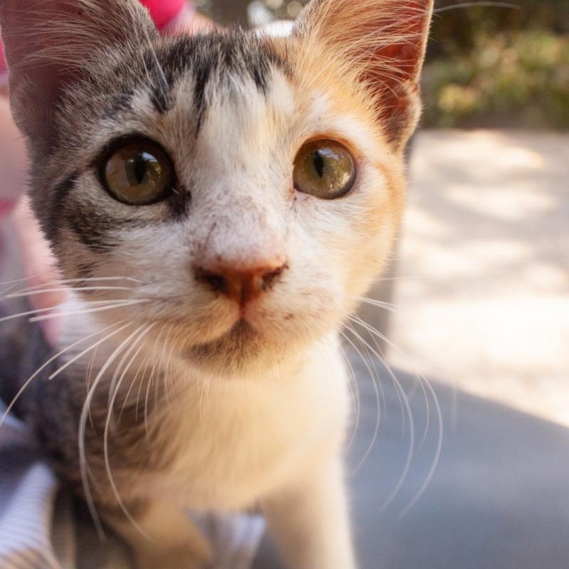 Cat Trap Fever: Austin Humane Society needs help taming feral cat