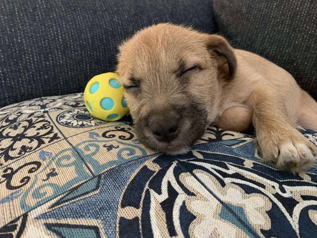 puppy sleeping with ball