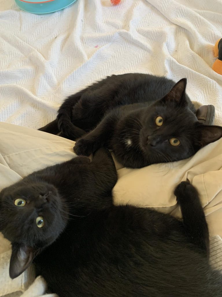 two  black cats on bed