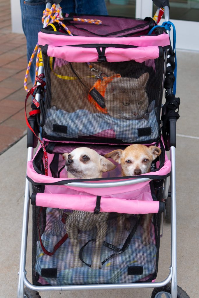 cat on top of pet stroller, two chihuahuas on the bottom of the stroller