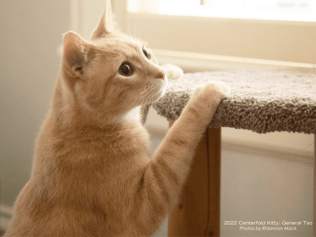 Cat playing with cat tree