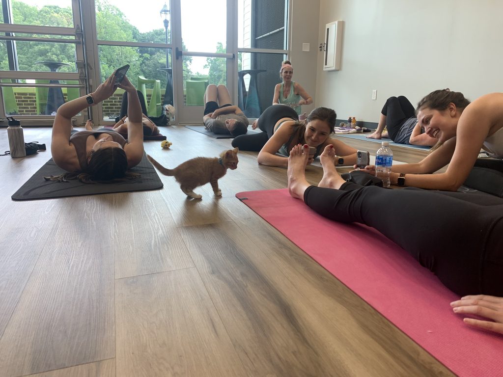 in class picture of cat yoga