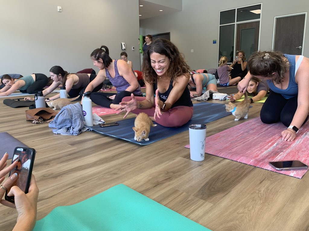 in class picture of cat yoga