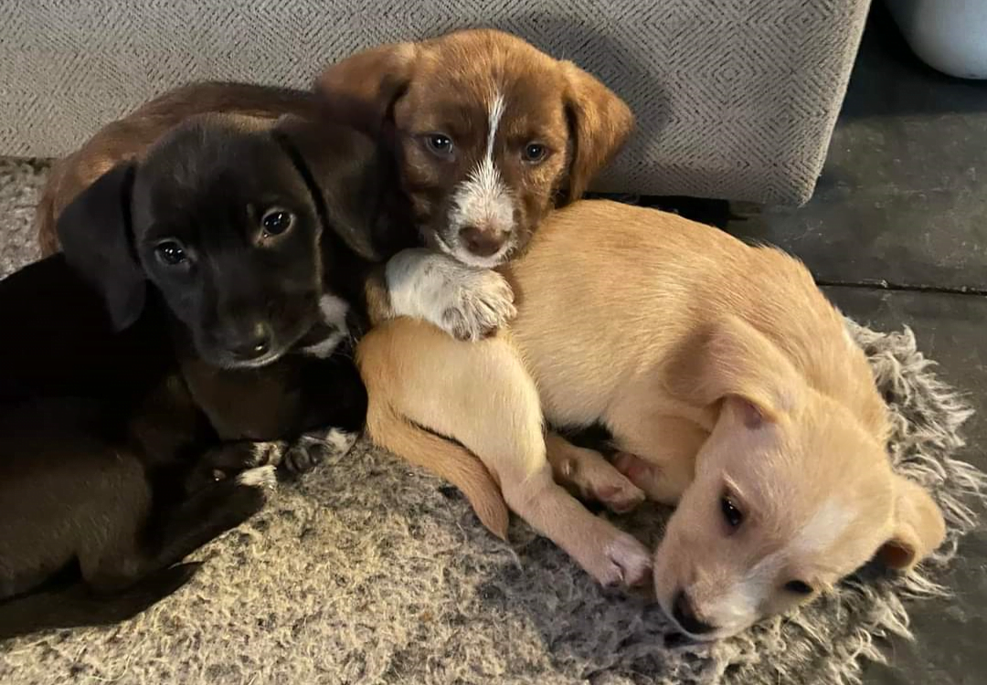 Puppy Power Playgroup Humane Society of Charlotte