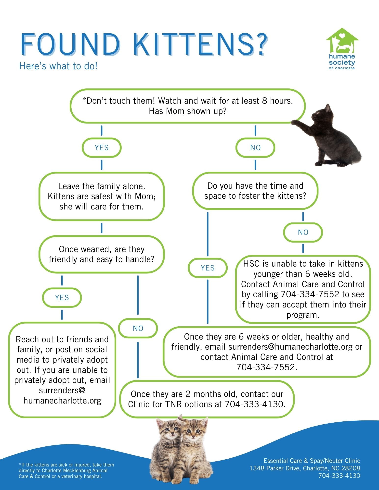 Found a Kitten? Here’s what to do. | Humane Society of Charlotte